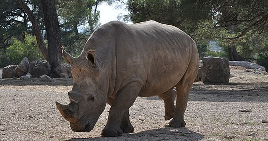 Wildlife beckons bowlers to Johannesburg